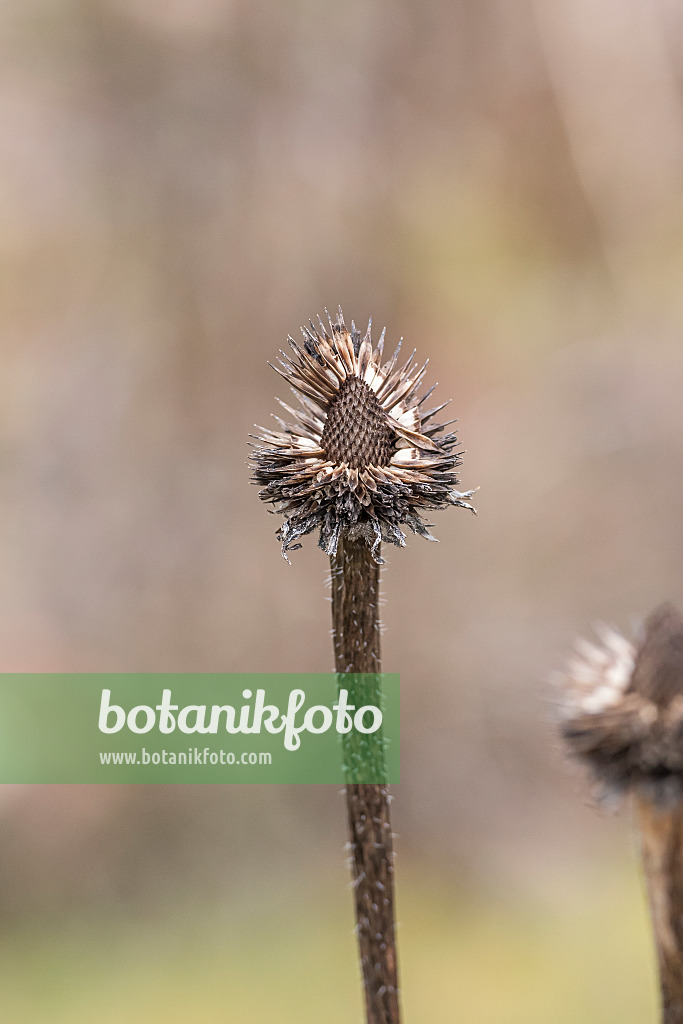 625191 - Purple cone flower (Echinacea purpurea)