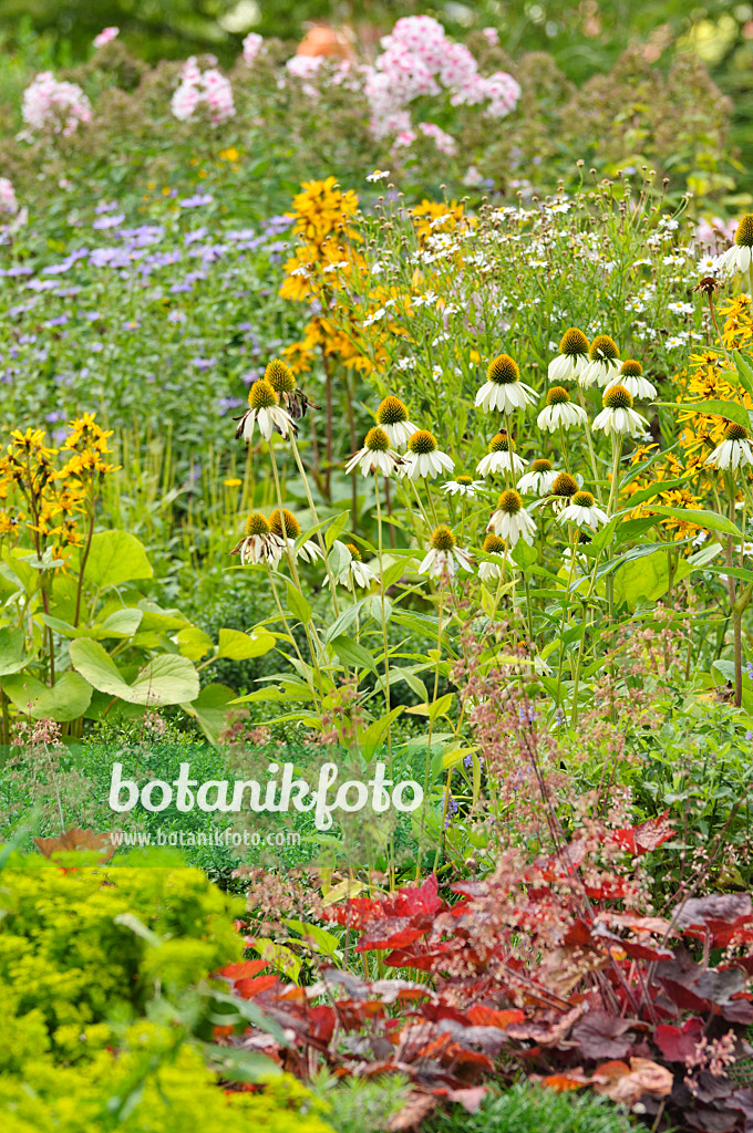 487136 - Purple cone flower (Echinacea purpurea 'Alba')