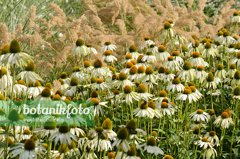 523037 - Purple cone flower (Echinacea purpurea 'Alba')