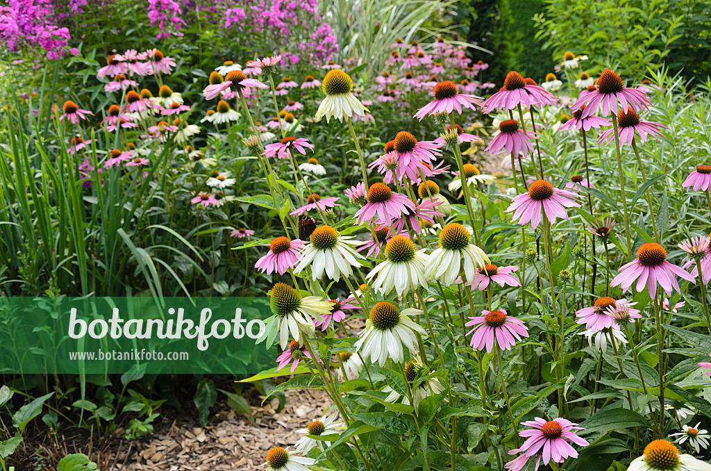 534517 - Purple cone flower (Echinacea purpurea 'Alba' and Echinacea purpurea)