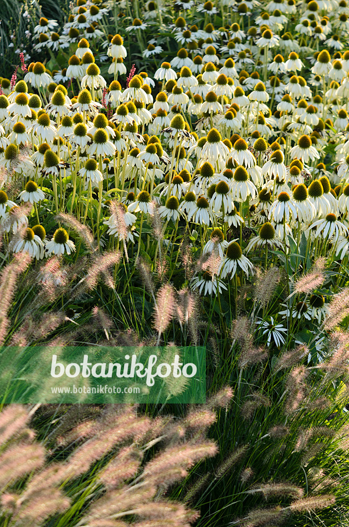 571085 - Purple cone flower (Echinacea purpurea 'Alba') and dwarf fountain grass (Pennisetum alopecuroides 'Hameln')