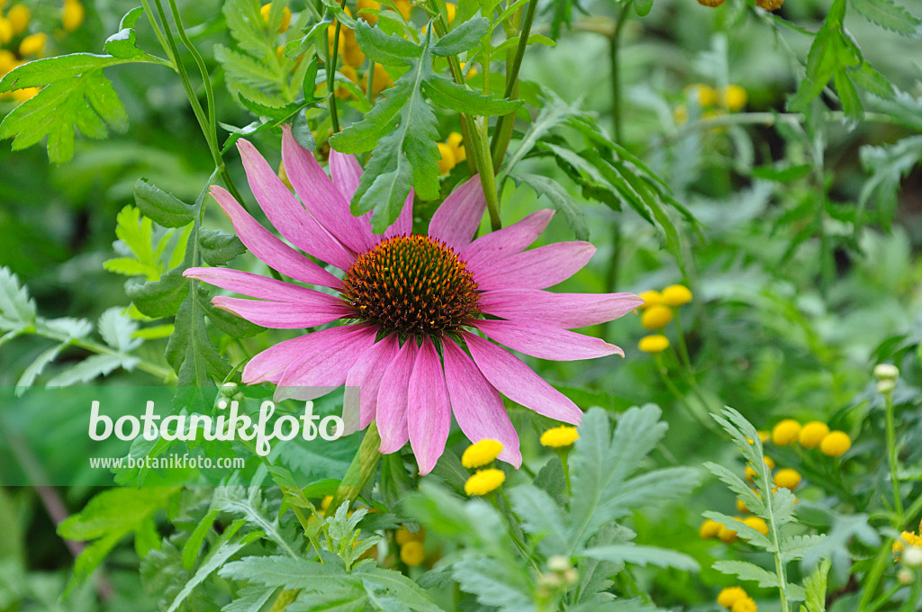 488105 - Purple cone flower (Echinacea purpurea) and common tansy (Tanacetum vulgare)