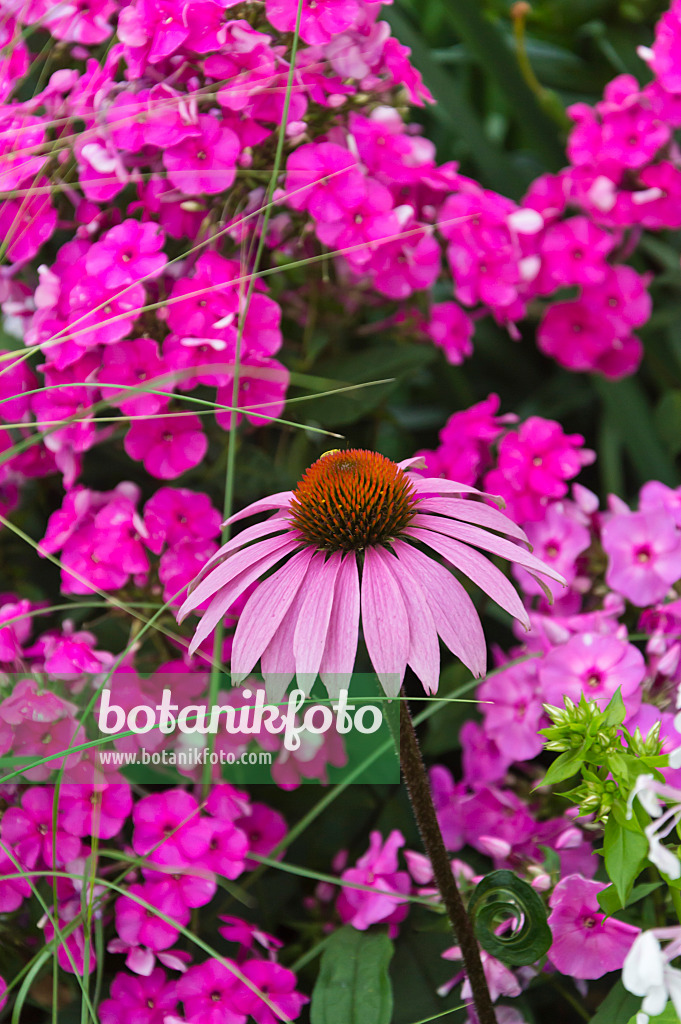 510044 - Purple cone flower (Echinacea purpurea) and garden phlox (Phlox paniculata)