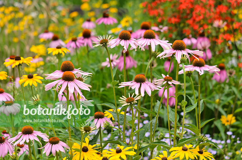 534348 - Purple cone flower (Echinacea purpurea) and orange cone flower (Rudbeckia fulgida)