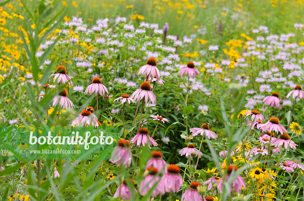 534353 - Purple cone flower (Echinacea purpurea) and orange cone flower (Rudbeckia fulgida)