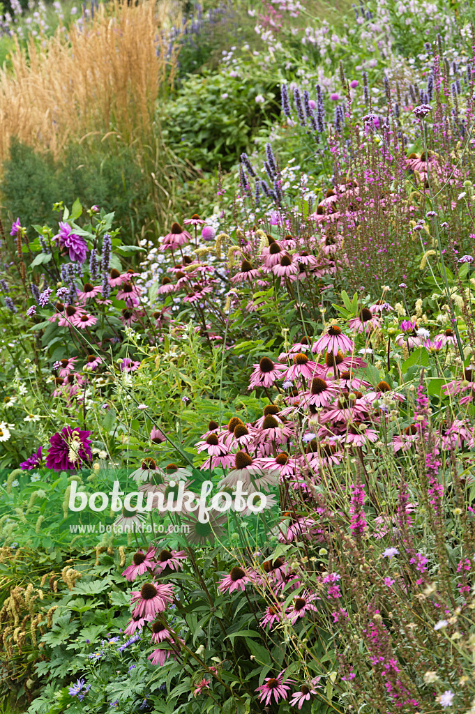 511228 - Purple cone flower (Echinacea purpurea), purple loosestrife (Lythrum salicaria) and hyssop (Agastache)