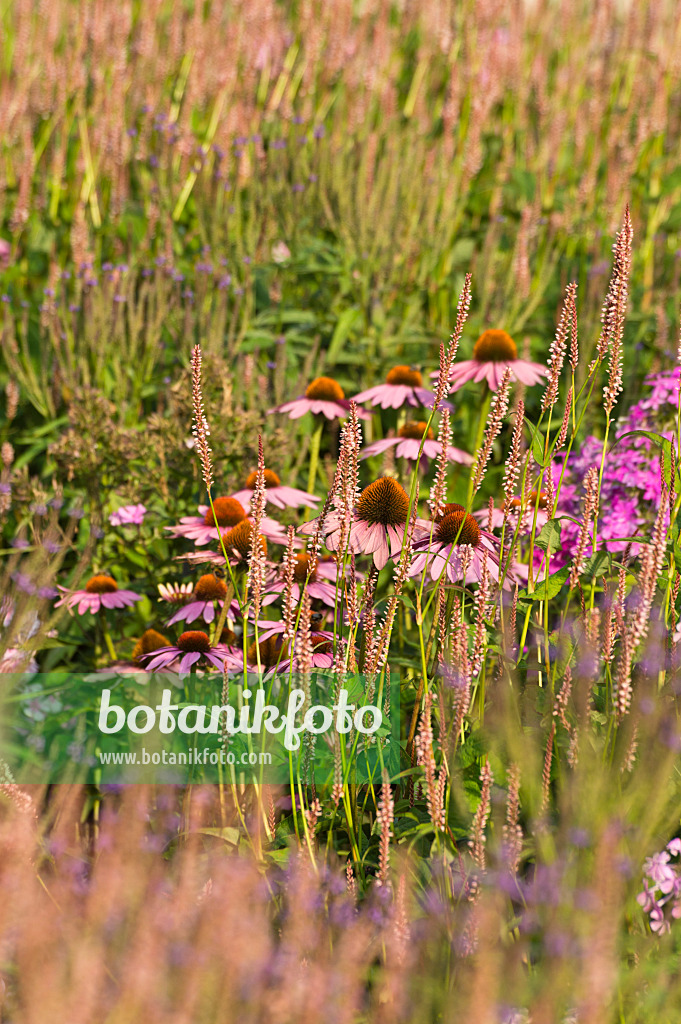 511009 - Purple cone flower (Echinacea purpurea 'Rubinstern') and mountain fleece (Bistorta amplexicaulis 'Rosea' syn. Polygonum amplexicaule 'Rosea')