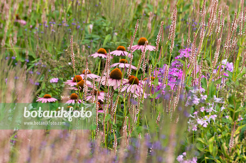 511010 - Purple cone flower (Echinacea purpurea 'Rubinstern') and mountain fleece (Bistorta amplexicaulis 'Rosea' syn. Polygonum amplexicaule 'Rosea')