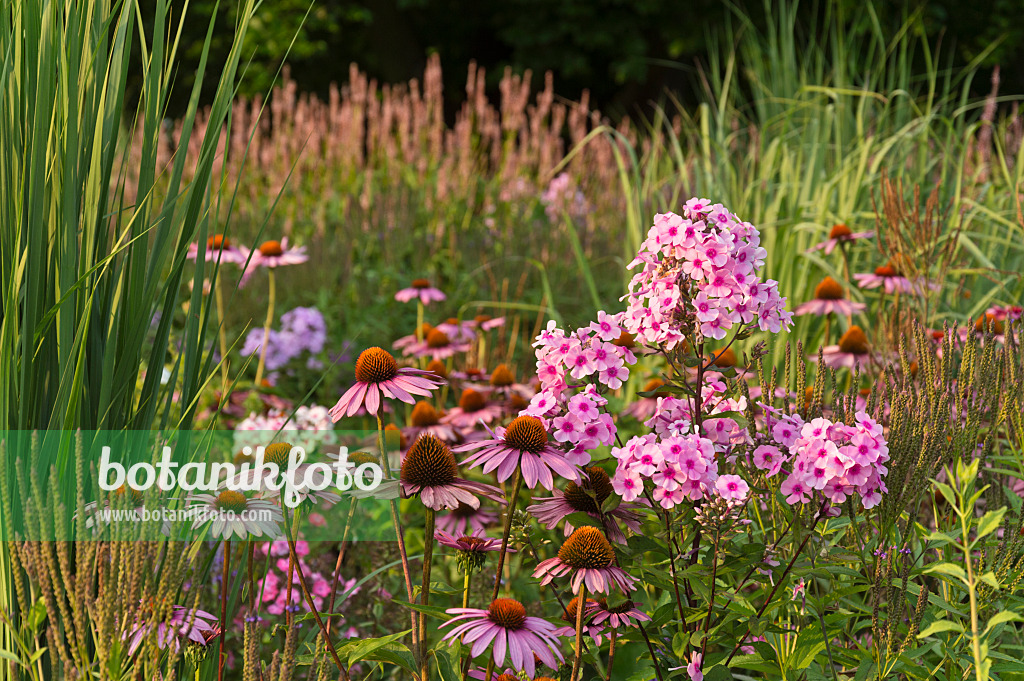 511011 - Purple cone flower (Echinacea purpurea 'Rubinstern') and garden phlox (Phlox paniculata)