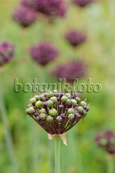 485099 - Purple-flowered onion (Allium atropurpureum)
