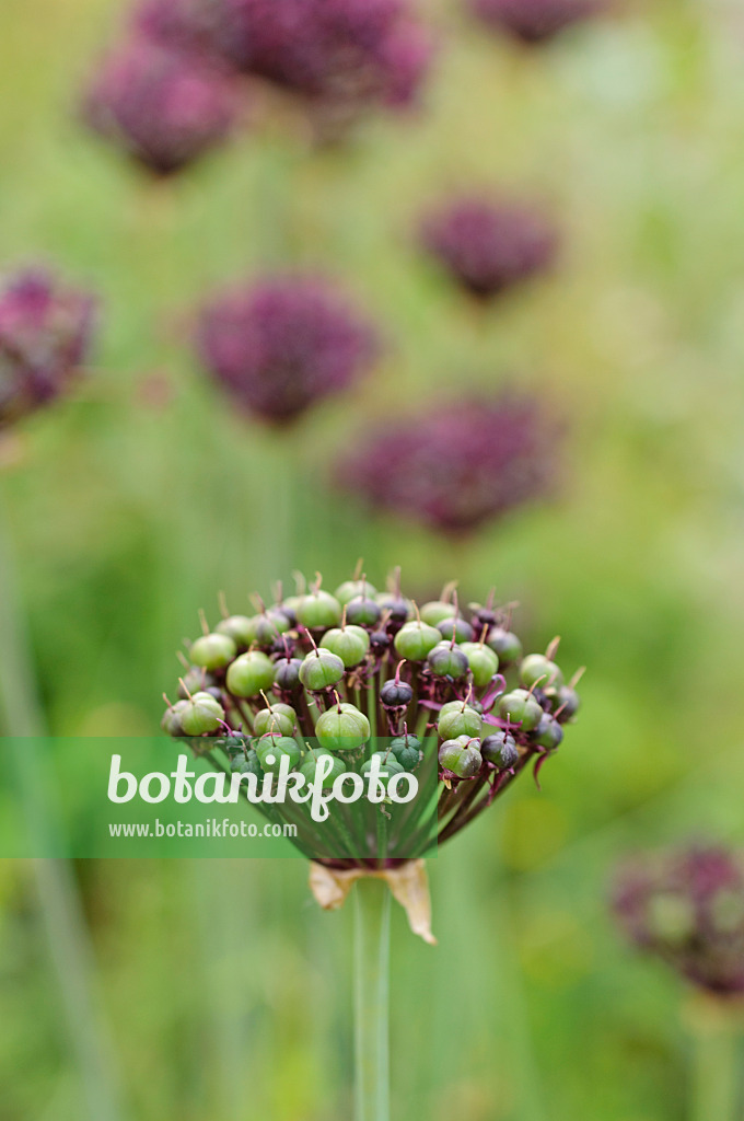 485099 - Purple-flowered onion (Allium atropurpureum)