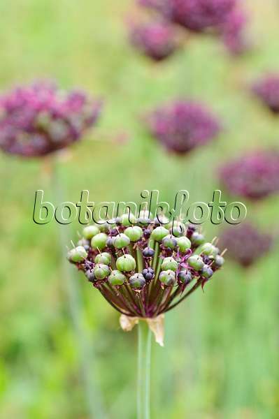 485100 - Purple-flowered onion (Allium atropurpureum)