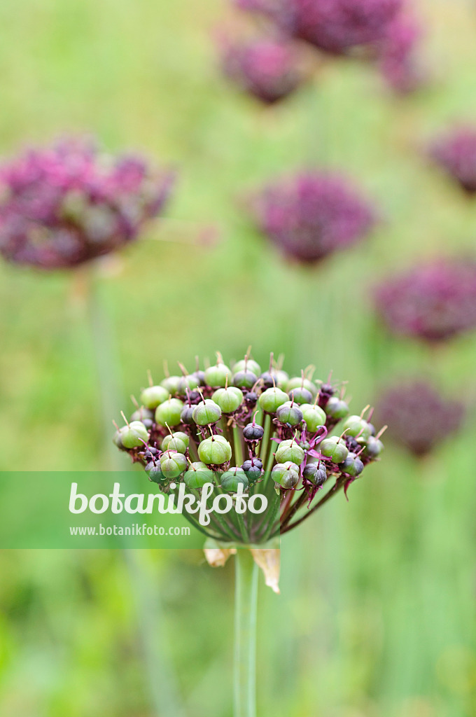 485100 - Purple-flowered onion (Allium atropurpureum)