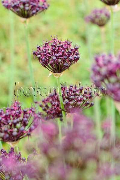 485101 - Purple-flowered onion (Allium atropurpureum)