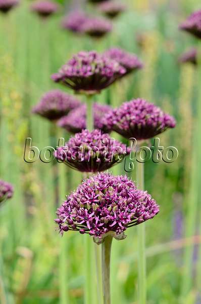 545100 - Purple-flowered onion (Allium atropurpureum)