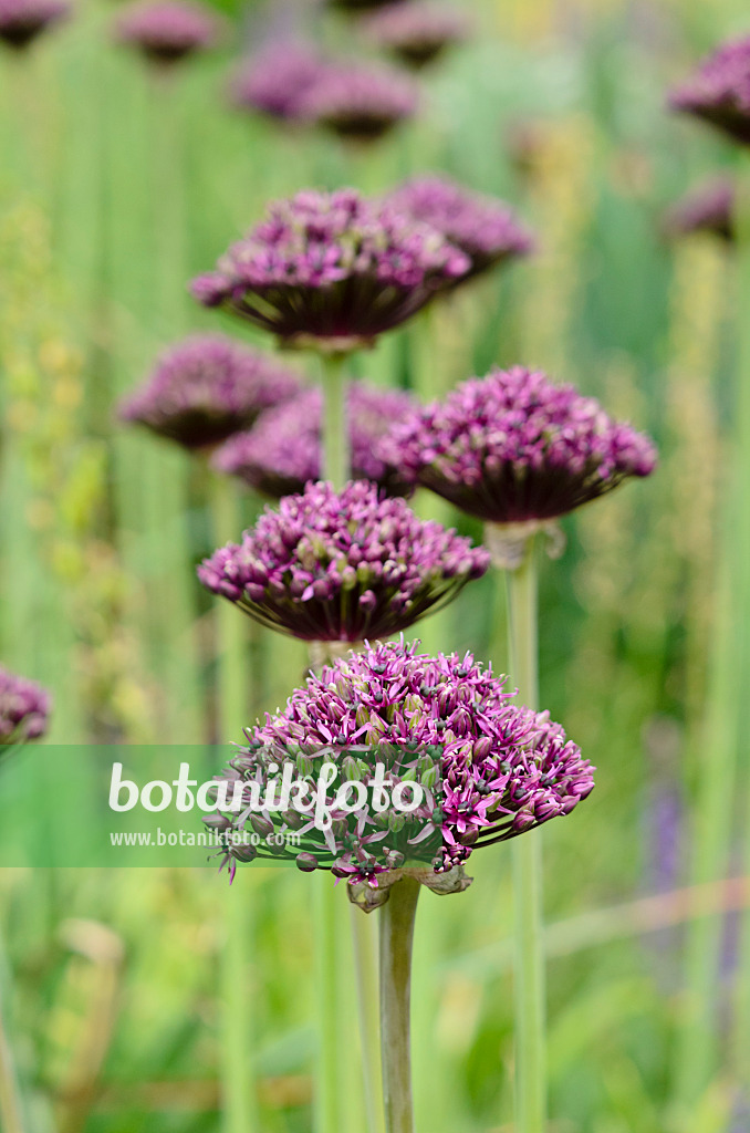 545100 - Purple-flowered onion (Allium atropurpureum)