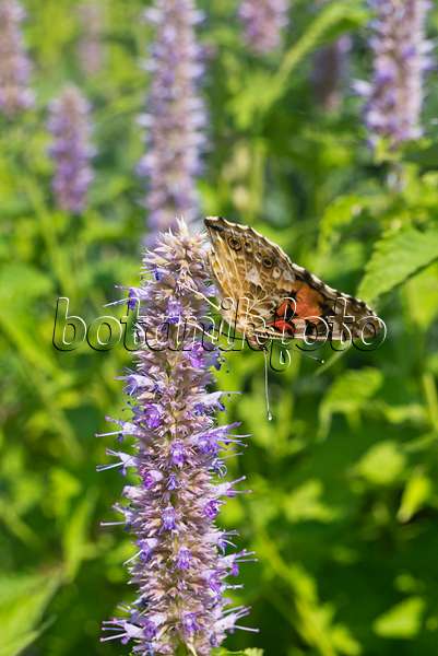 608114 - Purple giant hyssop (Agastache rugosa) and painted lady (Vanessa cardui)