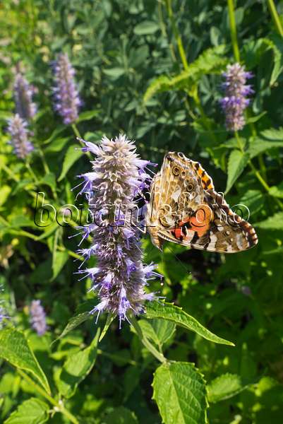 608115 - Purple giant hyssop (Agastache rugosa) and painted lady (Vanessa cardui)