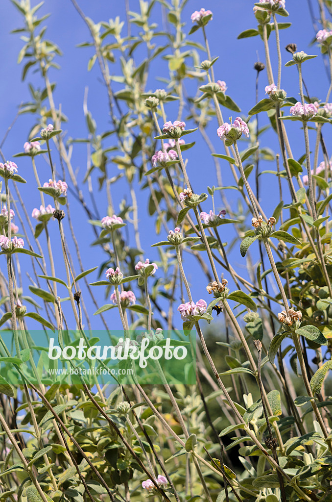 533056 - Purple Jerusalem sage (Phlomis purpurea)