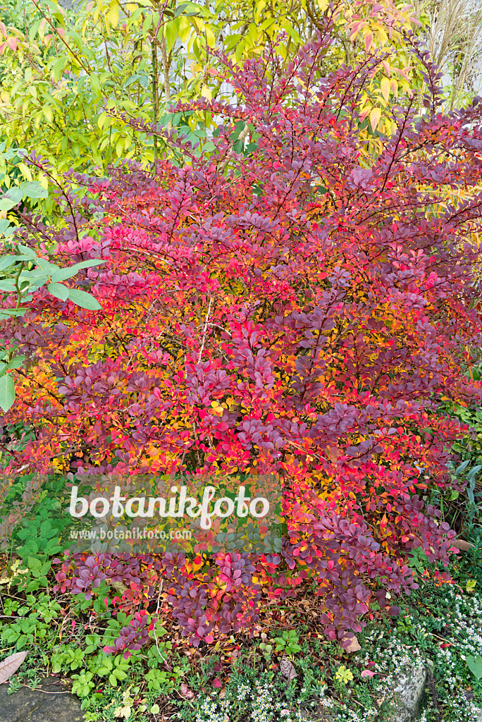 562018 - Purple leaf barberry (Berberis thunbergii 'Atropurpurea')