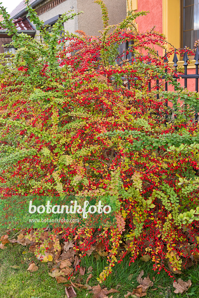 576013 - Purple leaf barberry (Berberis thunbergii)