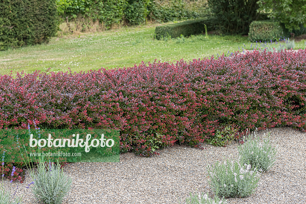 616164 - Purple leaf barberry (Berberis thunbergii 'Atropurpurea Nana')