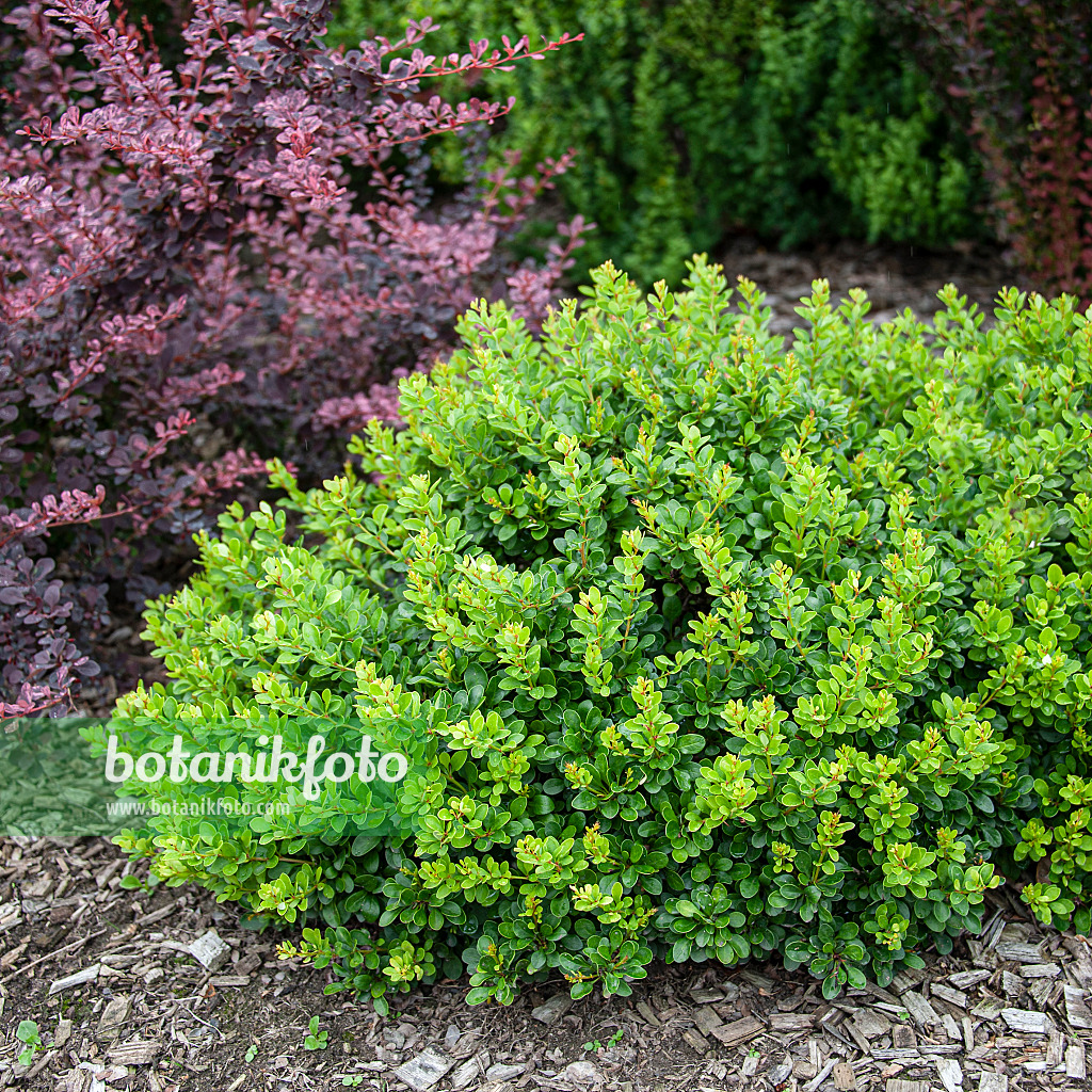 616167 - Purple leaf barberry (Berberis thunbergii 'Kobold')