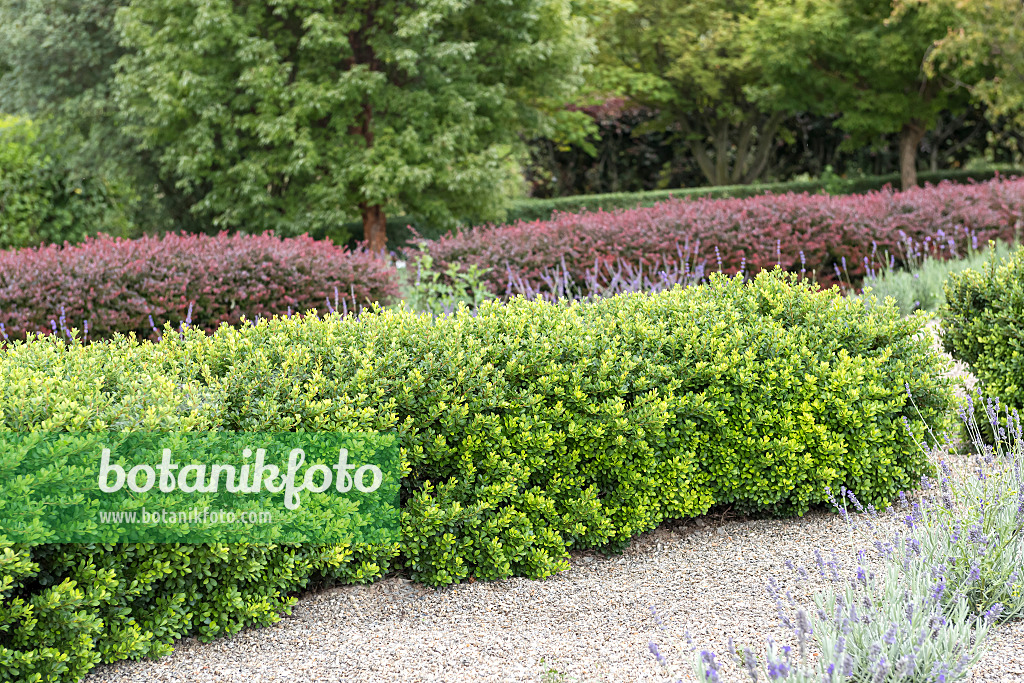 616168 - Purple leaf barberry (Berberis thunbergii 'Kobold')