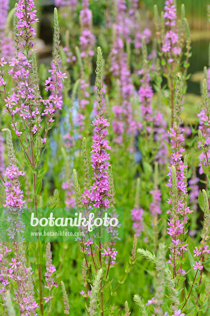 486140 - Purple loosestrife (Lythrum salicaria)