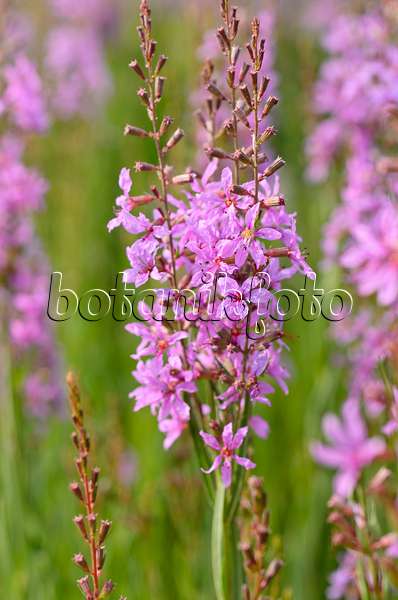 497299 - Purple loosestrife (Lythrum salicaria)