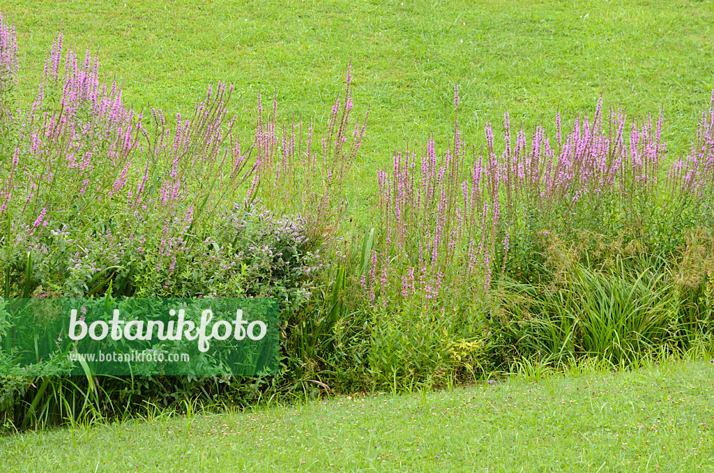 535176 - Purple loosestrife (Lythrum salicaria)