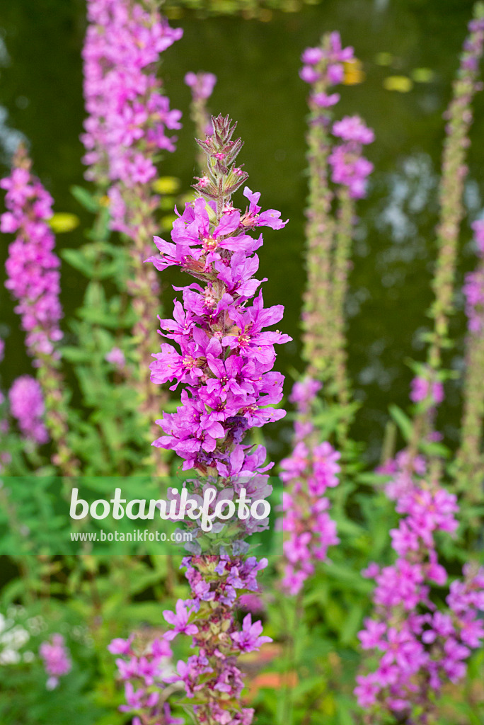 609013 - Purple loosestrife (Lythrum salicaria)