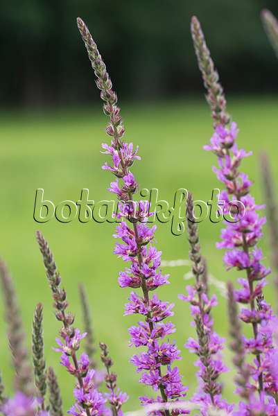 616422 - Purple loosestrife (Lythrum salicaria)
