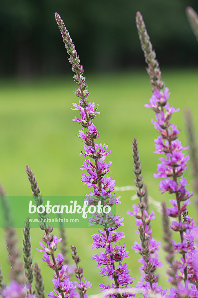 616422 - Purple loosestrife (Lythrum salicaria)