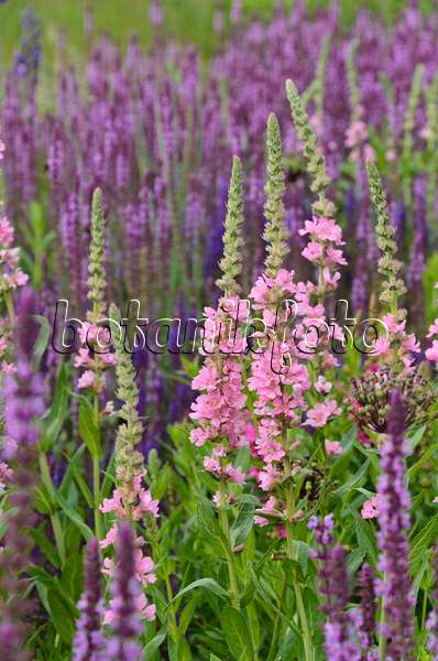 497065 - Purple loosestrife (Lythrum salicaria 'Blush') and woodland sage (Salvia nemorosa)