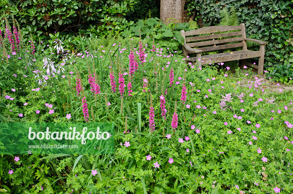 474045 - Purple loosestrife (Lythrum salicaria) and cranesbill (Geranium)