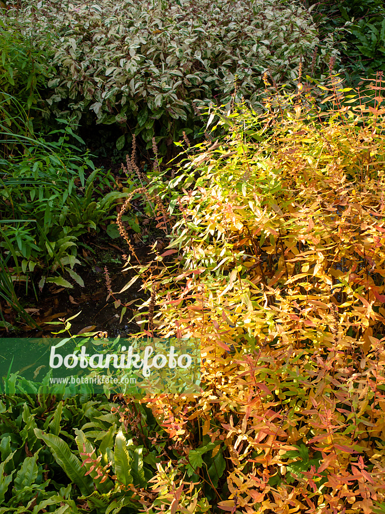 465197 - Purple loosestrife (Lythrum salicaria 'Feuerkerze')