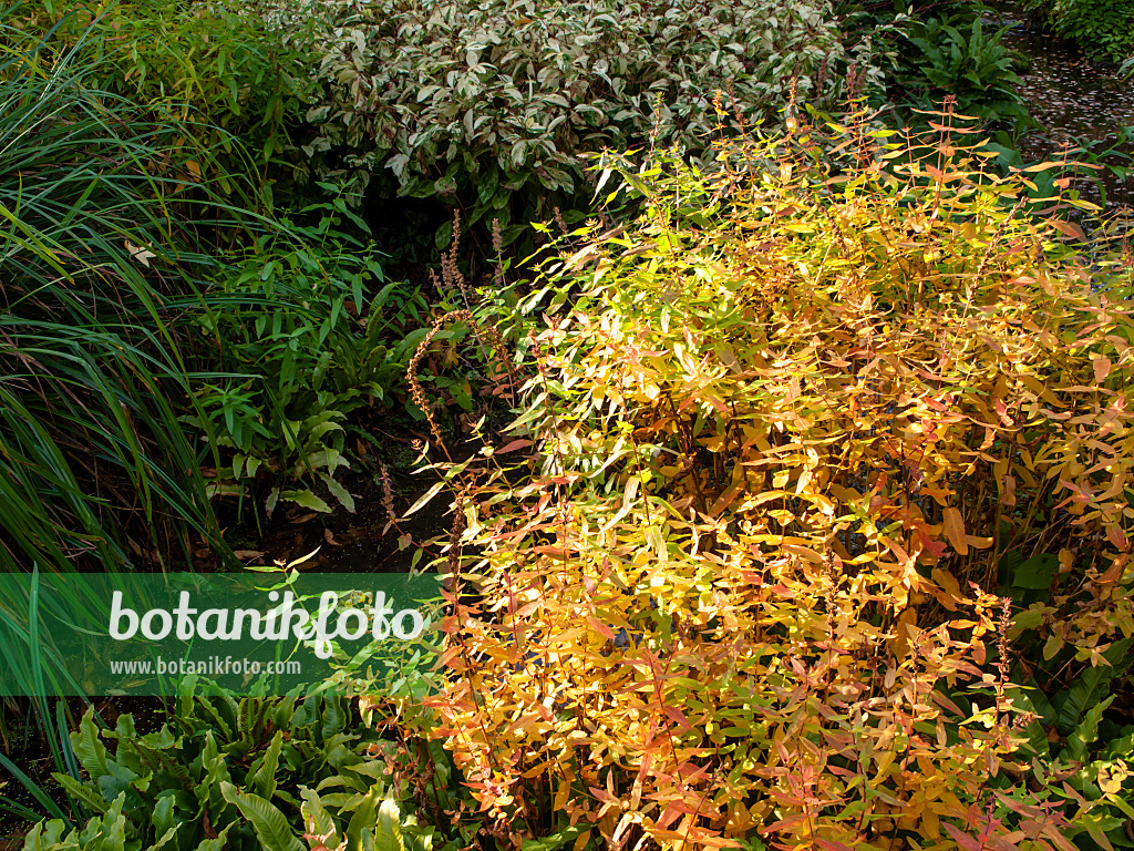 465198 - Purple loosestrife (Lythrum salicaria 'Feuerkerze')