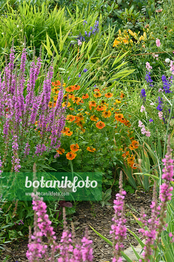 558003 - Purple loosestrife (Lythrum salicaria), sneezeweed (Helenium) and larkspur (Delphinium)