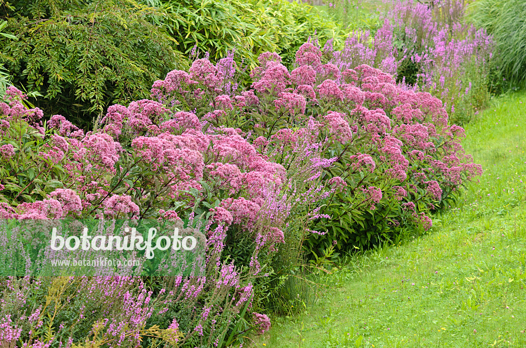 535175 - Purple loosestrife (Lythrum salicaria) and spotted Joe-Pye weed (Eupatorium maculatum syn. Eutrochium maculatum)