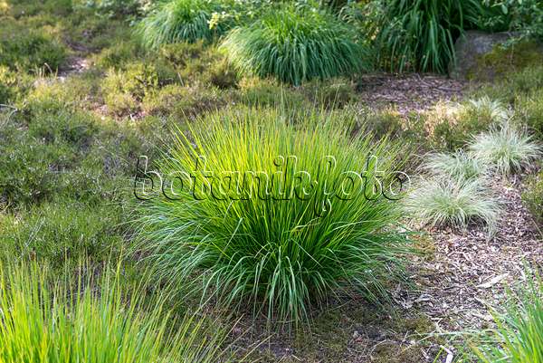 625280 - Purple moor grass (Molinia caerulea 'Rotschopf')