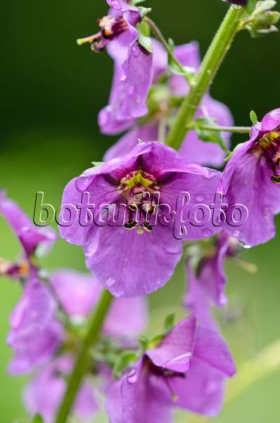 520222 - Purple mullein (Verbascum phoeniceum)