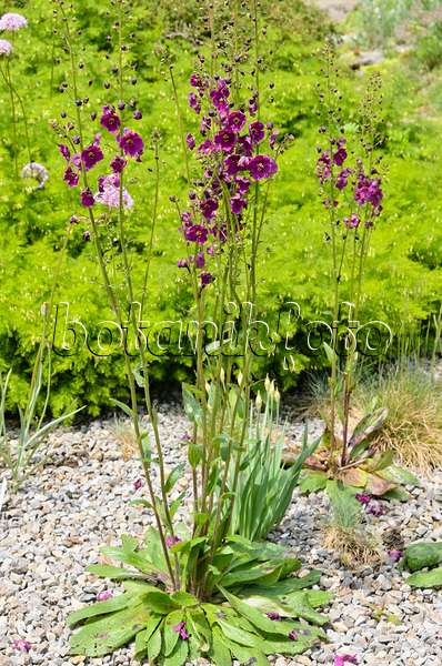 520472 - Purple mullein (Verbascum phoeniceum)