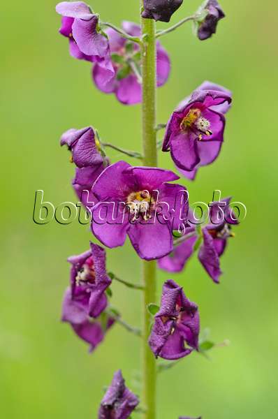 544139 - Purple mullein (Verbascum phoeniceum)
