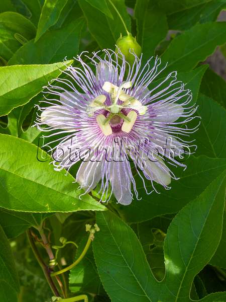 405031 - Purple passion flower (Passiflora incarnata)