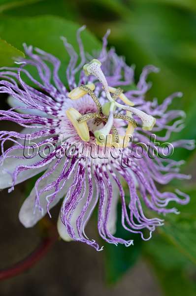 523074 - Purple passion flower (Passiflora incarnata)