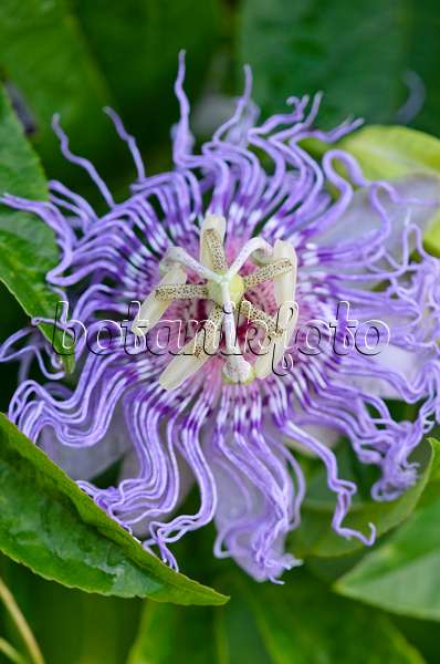 534482 - Purple passion flower (Passiflora incarnata)