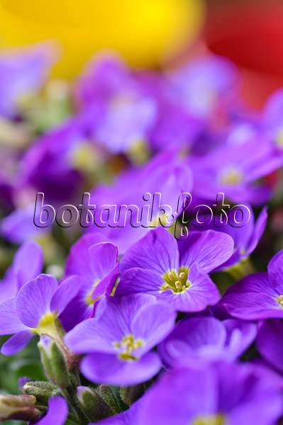483136 - Purple rock cress (Aubrieta deltoidea)