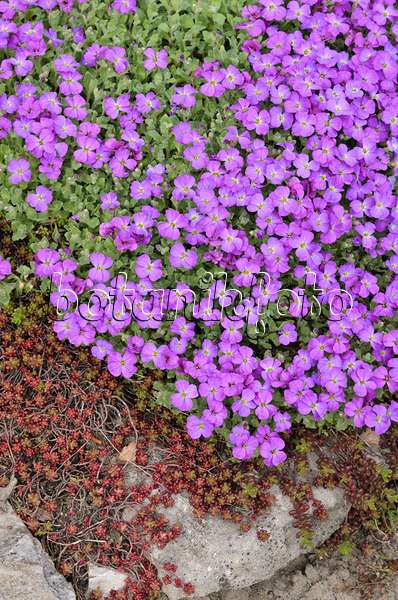 519187 - Purple rock cress (Aubrieta deltoidea)