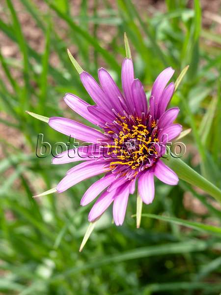 437369 - Purple salsify (Tragopogon porrifolius)